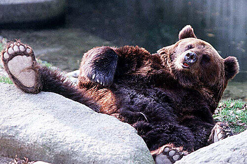 Der Braunbär Boris