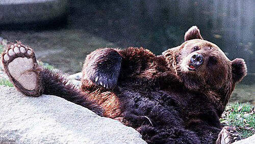 Der Braunbär Boris Der Braunbär Boris