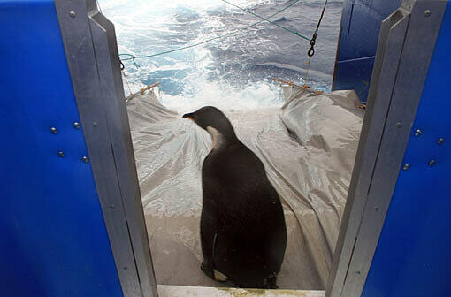 Am Sonntag wurde Pinguin "Happy Feet" von Forschern im Meer ausgesetzt. Nun soll er in seine Heimat, die Antarktis, zurückschwimmen. In der Nähe der Insel Campbell wurde das Tier sanft ins Wasser geschubst - es hatte sich selbst zunächst nicht getraut.