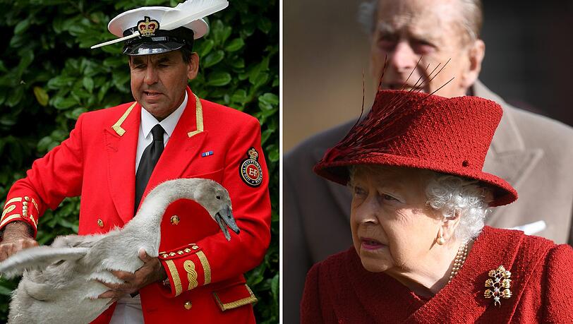 Schwanen-Beauftragten der Queen, David Barber, macht die Vogelgrippe für das Tiersterben verantwortlich. Schwanen-Beauftragten der Queen, David Barber, macht die Vogelgrippe für das Tiersterben verantwortlich.