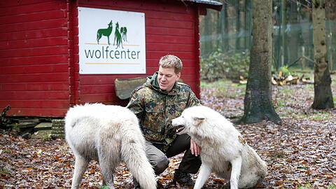Der Betreiber des Wolfcenter D&ouml;rverden, Frank Fa&szlig;, geht zu seinen W&ouml;lfen auch ins Gehege - f&uuml;r fremde Besucher ist das aber tabu. (Archivbild)