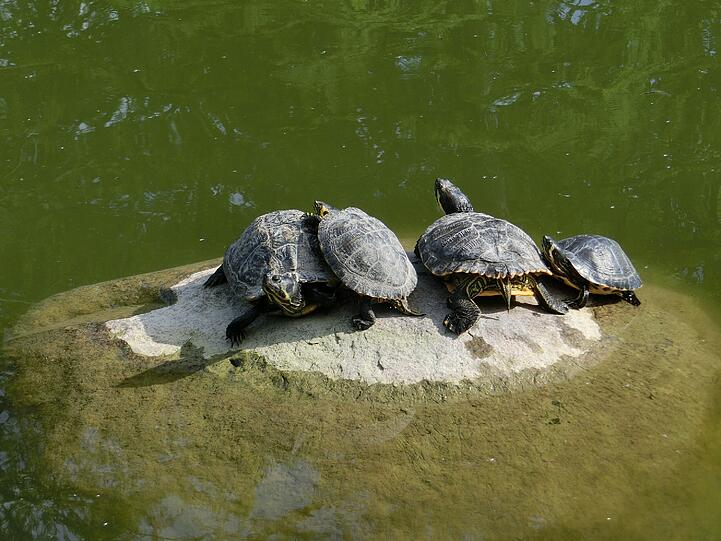 Wenn die Auffangstation in die Insolvenz geht, müssen die Schildkröten umziehen. Aber wohin?
