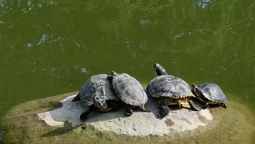 Wenn die Auffangstation in die Insolvenz geht, müssen die Schildkröten umziehen. Aber wohin? Wenn die Auffangstation in die Insolvenz geht, müssen die Schildkröten umziehen. Aber wohin?