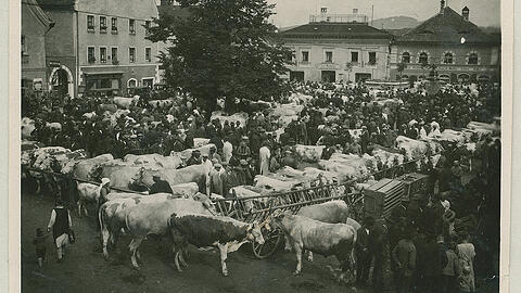 Hengersberg im Landkreis Deggendorf. Das Bild ist 1930 entstanden und zeigt Rinder aus dem Bayerischen Wald.