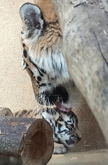 Tierischer Nachwuchs im Straubinger Zoo. Die Bilder.