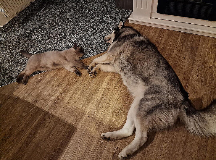 Kater Ace (Britisch Kurzhaar) und Hündin Chima (Sibirischer Husky)
