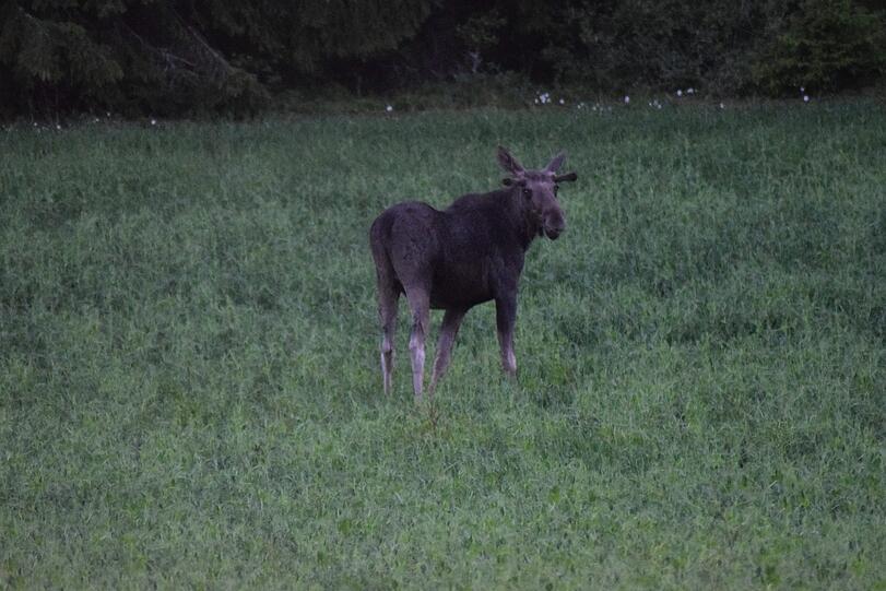 Der &bdquo;König der Wälder&ldquo; direkt am Straßenrand: Ein junger Elchbulle traut sich aus seinem Reich.