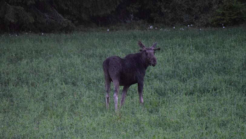 Der „König der Wälder“ direkt am Straßenrand: Ein junger Elchbulle traut sich aus seinem Reich. Der „König der Wälder“ direkt am Straßenrand: Ein junger Elchbulle traut sich aus seinem Reich.