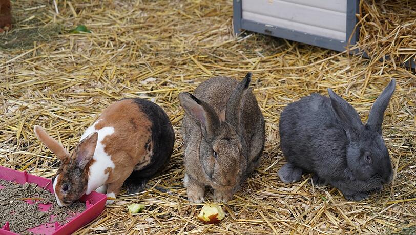 Diese drei Kaninchen wurden aus einer illegalen Zucht gerettet. Diese drei Kaninchen wurden aus einer illegalen Zucht gerettet.