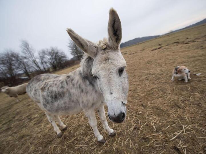Ein Esel, ein Schaf und ein Hund stehen auf einer Wiese. Foto: Marijan Murat/Archiv