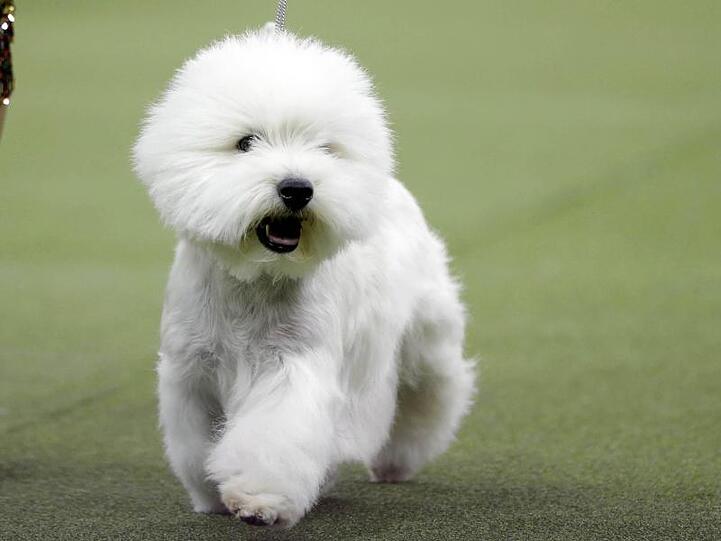 Der West Highland White Terrier "Bruno" in New York.