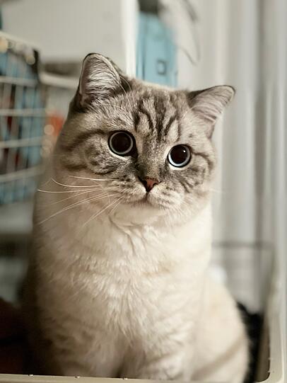 Dexter