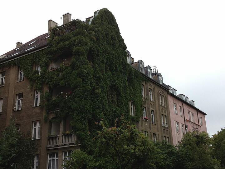 In diesem Altbau leben offenbar wahre Pflanzenfreunde - das Efeu rankt sich durch alle Stockwerke.