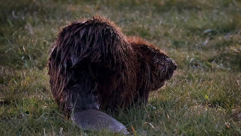 Der Unbekannte schlug vergangene Woche zu. (Symbolbild)