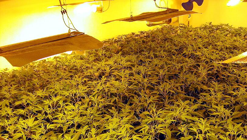 Das Foto, das der Zoll am Dienstag zur Verfügung stellt, zeigt eine Marihuana-Plantage in einem Wohnhaus bei Aschaffenburg (Unterfranken). Rauschgiftermittler haben dort 20 Kilo Marihuana und 300 Hanfpflanzen beschlagnahmt. Das Foto, das der Zoll am Dienstag zur Verfügung stellt, zeigt eine Marihuana-Plantage in einem Wohnhaus bei Aschaffenburg (Unterfranken). Rauschgiftermittler haben dort 20 Kilo Marihuana und 300 Hanfpflanzen beschlagnahmt.