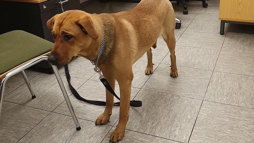 Der "brave" Hund habe nicht auf die Hetzversuche seines Herrchens reagiert, so die Beamten.