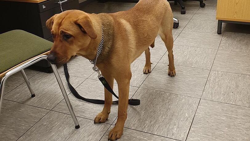 Der "brave" Hund habe nicht auf die Hetzversuche seines Herrchens reagiert, so die Beamten. Der "brave" Hund habe nicht auf die Hetzversuche seines Herrchens reagiert, so die Beamten.