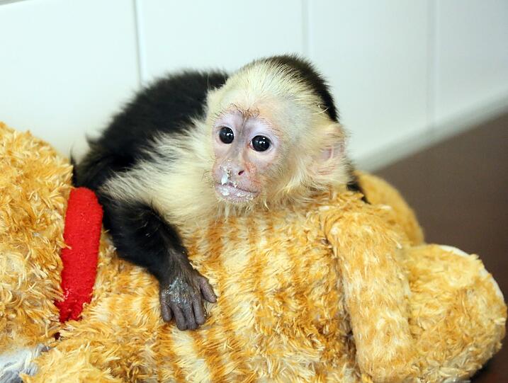 Biebers Affe ist 14 Wochen alt, unglaublich putzig - und derzeit unter Quarantäne. Der Sänger selbst hat sich bislang noch nicht beim Tierheim gemeldet. Wir haben die Gelegenheit genutzt und ein paar Fotos geschossen - zum Durchklicken!