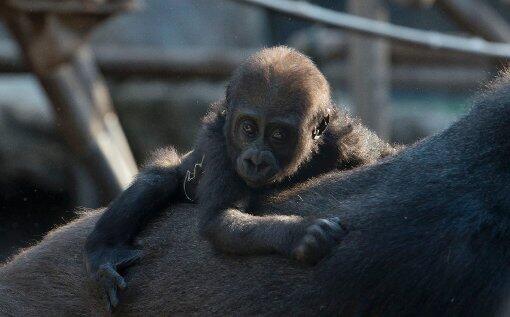 Putzig: das Gorilla-Äffchen Nafi.