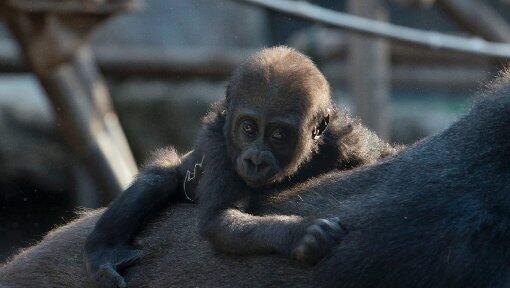 Putzig: das Gorilla-Äffchen Nafi. Putzig: das Gorilla-Äffchen Nafi.