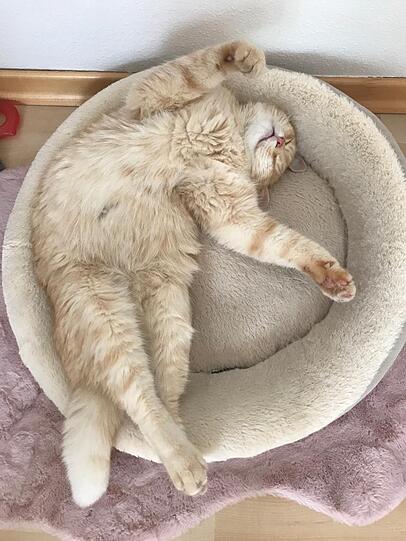 Hugo