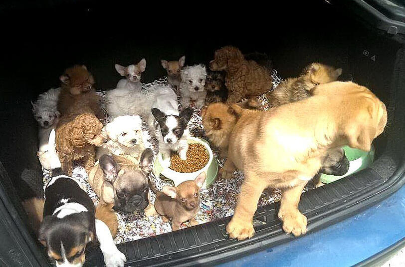 21 Hunde-Welpen im Kofferraum eingepfercht. Dieser Anblick bot sich den Fahndern auf der A8 bei Piding.