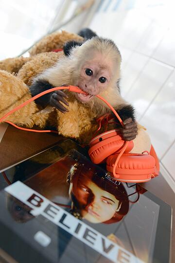 Der Affe Mally des kanadischen Popsängers Justin Bieber am 02.04.2013 mit einem Stofftier neben einem iPad mit einem Foto des Sängers im Tierheim München-Riem in München. Später kam Mally in einen Zoo.
