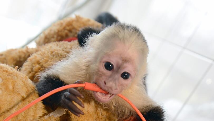 Der Affe Mally des kanadischen Popsängers Justin Bieber am 02.04.2013 mit einem Stofftier neben einem iPad mit einem Foto des Sängers im Tierheim München-Riem in München. Später kam Mally in einen Zoo. Der Affe Mally des kanadischen Popsängers Justin Bieber am 02.04.2013 mit einem Stofftier neben einem iPad mit einem Foto des Sängers im Tierheim München-Riem in München. Später kam Mally in einen Zoo.