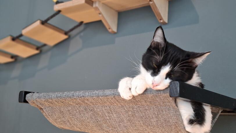 Kater Ronny l&auml;sst es sich auf einer der Plattformen an der Wand gutgehen.