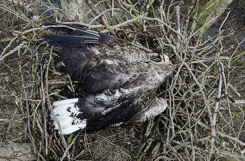 Dieser Seeadler wird 2016 in Niedersachsen erschossen &ndash; fünf Jahre vorher geschieht dasselbe Verbrechen in Bayern.
