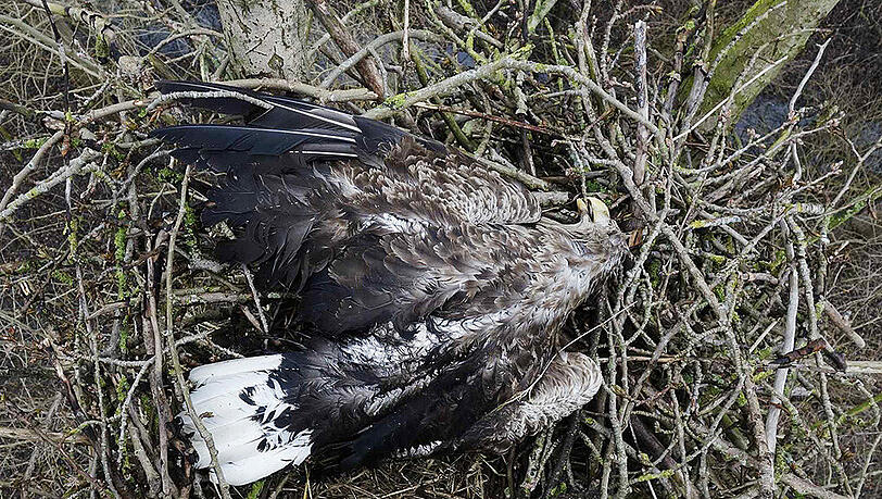 Dieser Seeadler wird 2016 in Niedersachsen erschossen &ndash; fünf Jahre vorher geschieht dasselbe Verbrechen in Bayern.