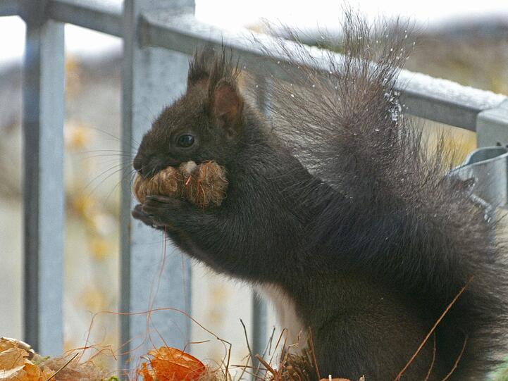 Das Eichhörnchen schlägt wieder mal am hellichten Tag zu.