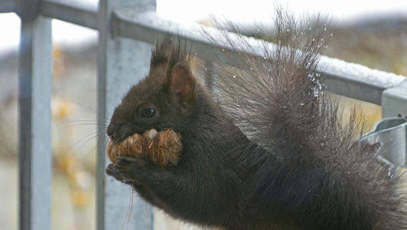 Das Eichhörnchen schlägt wieder mal am hellichten Tag zu. Das Eichhörnchen schlägt wieder mal am hellichten Tag zu.