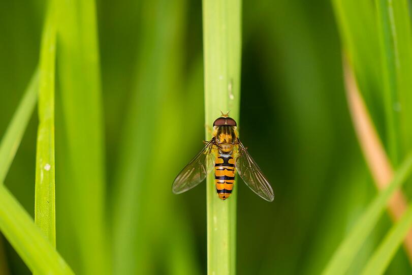 Der Trick der Hainschwebfliege besteht darin, anderen durch ihre schwarz-gelbe Färbung eine mögliche Gefahr zu signalisieren. Dadurch schützt sie sich vor Fressfeinden. Tatsächlich haben aber nur Blattläuse unter ihr zu leiden, denn die verfüttert sie an ihre Larven. Der Trick der Hainschwebfliege besteht darin, anderen durch ihre schwarz-gelbe Färbung eine mögliche Gefahr zu signalisieren. Dadurch schützt sie sich vor Fressfeinden. Tatsächlich haben aber nur Blattläuse unter ihr zu leiden, denn die verfüttert sie an ihre Larven.