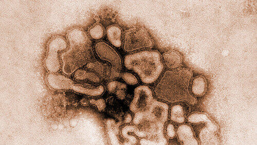 Das fiese Virus greift weiter um sich. Das fiese Virus greift weiter um sich.