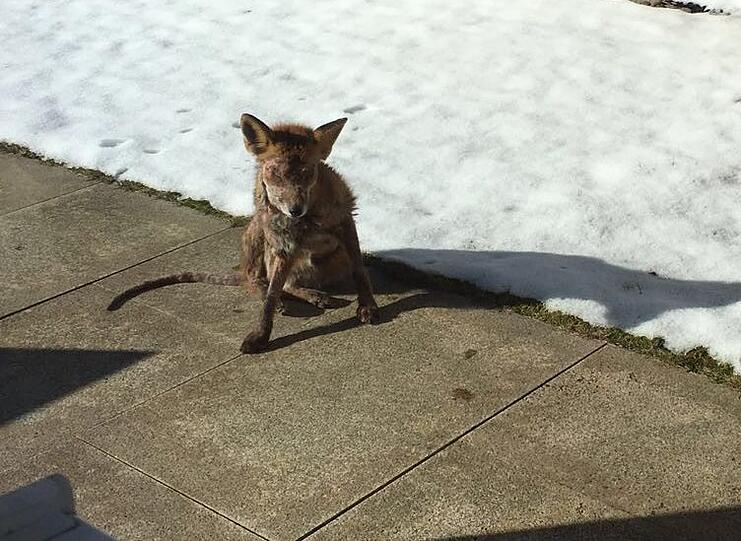 Abgemagert und zerfranst: Dieser möglicherweise von Räude befallene Fuchs ist laut CSU in Nymphenburg fotografiert worden.