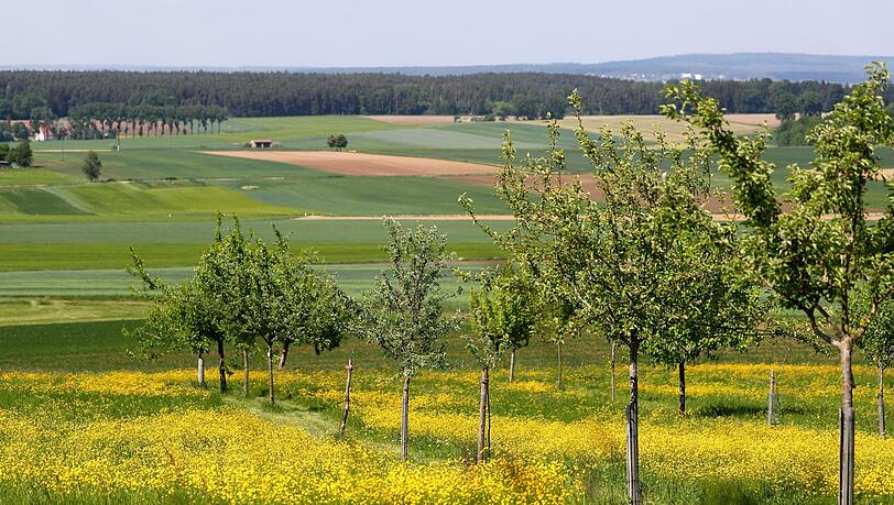 Alte Apfelbäume stehen auf einer Streuobstwiese.