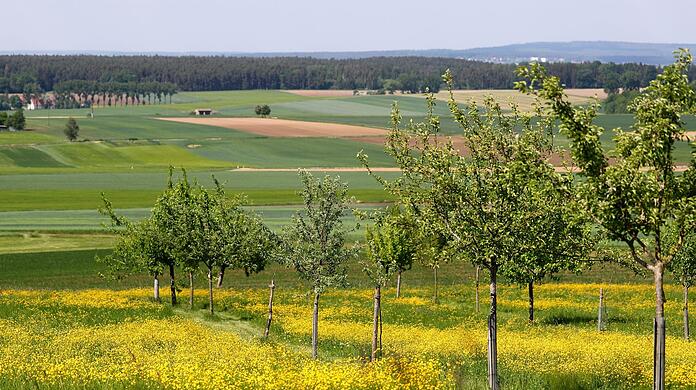 Alte Apfelbäume stehen auf einer Streuobstwiese.