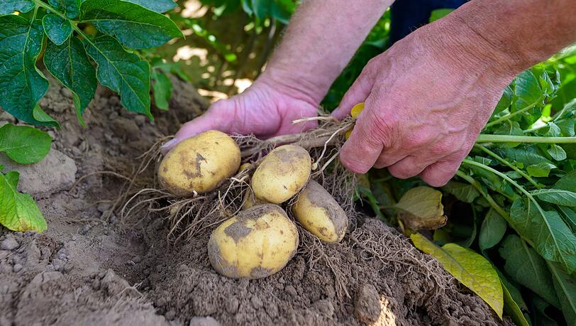 Kartoffelpflanzen werden auf einem Versuchsfeld kontrolliert.
