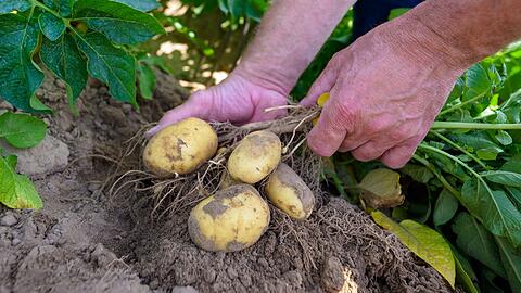 Kartoffelpflanzen werden auf einem Versuchsfeld kontrolliert.