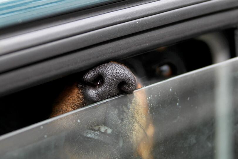 Nicht einmal einen kleinen Spalt öffnete ein Hundebesitzer seinem Tier das Autofenster. In einer Bullenhitze musste der Hund ausharren.