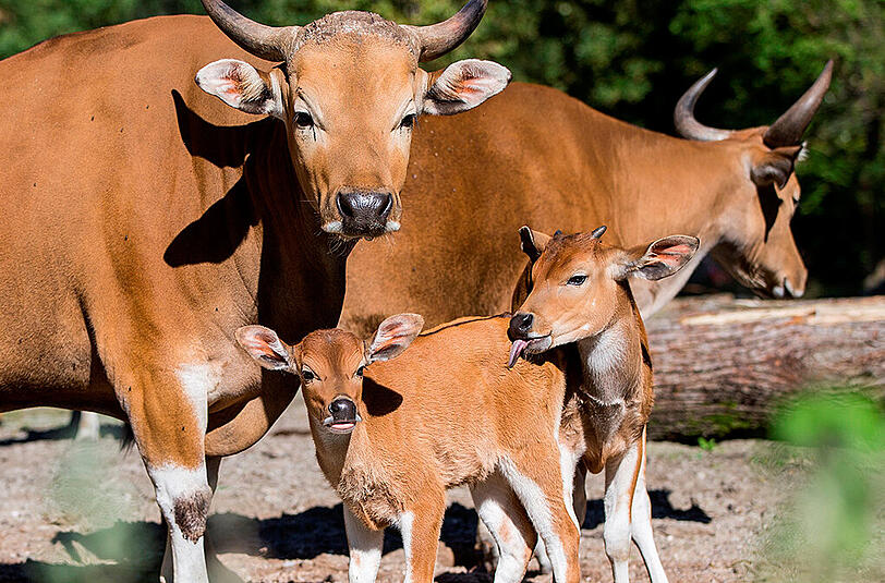 Die Banteng-Rinder.