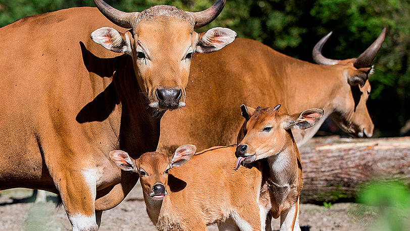 Die Banteng-Rinder. Die Banteng-Rinder.