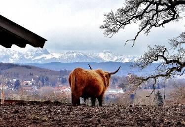 Aufgenommen  an der Dellinger Eichenallee. Das dort lebende Rind scheint fasziniert in Richtung Süden zu schauen.