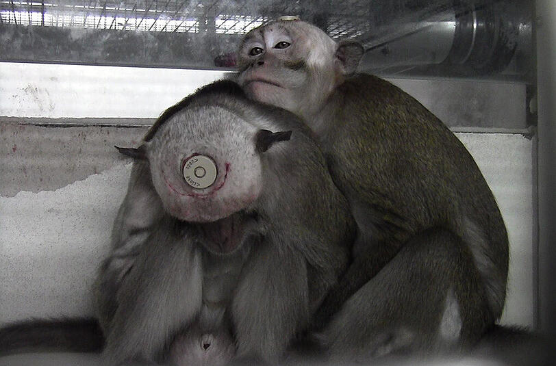 Grauenvolle Bilder von Tierversuchen mit Affen. Hier aus einer Tübinger Einrichtung.