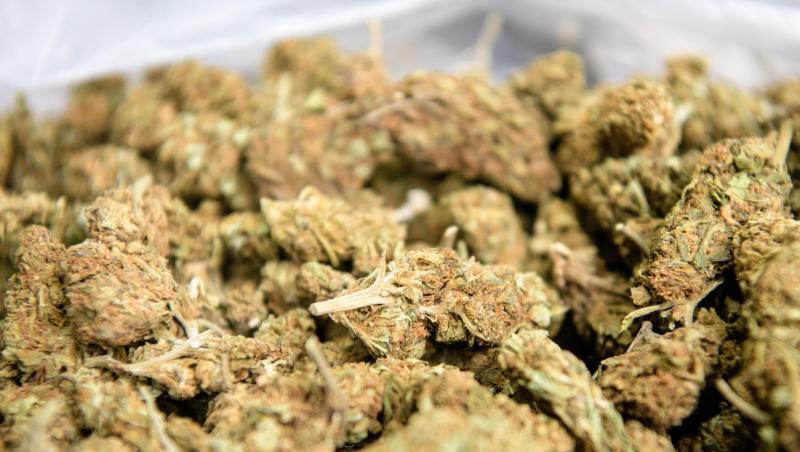 Marihuana in Form von Blütenständen ist in einer Kiste zu sehen. (Archivfoto) Marihuana in Form von Blütenständen ist in einer Kiste zu sehen. (Archivfoto)