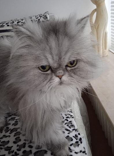 Chantal