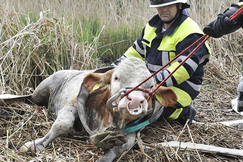 Die völlig erschöpften Kälber mußten sich erst erholen, bevor sie zurück zu einem Tiertransporter geführt werden konnten, der sie in den heimatlichen Hof brachte.
