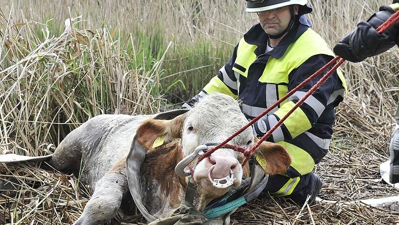 Die völlig erschöpften Kälber mußten sich erst erholen, bevor sie zurück zu einem Tiertransporter geführt werden konnten, der sie in den heimatlichen Hof brachte. Die völlig erschöpften Kälber mußten sich erst erholen, bevor sie zurück zu einem Tiertransporter geführt werden konnten, der sie in den heimatlichen Hof brachte.