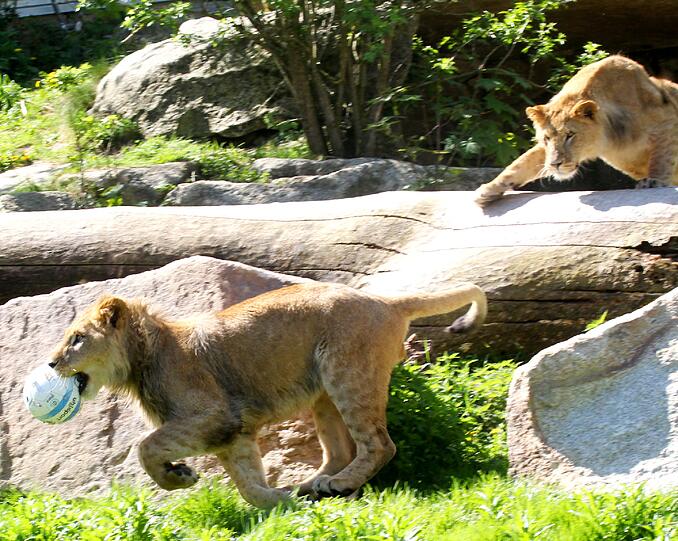 Benny und Max - nach zwei 1860-Torjägern sind die zwei Löwenjungen in Hellabrunn vom Paten TSV benannt worden. Die AZ hat die Neu-Löwen im Zoo besucht. Die Fotos sehen Sie in der Bilderstrecke.